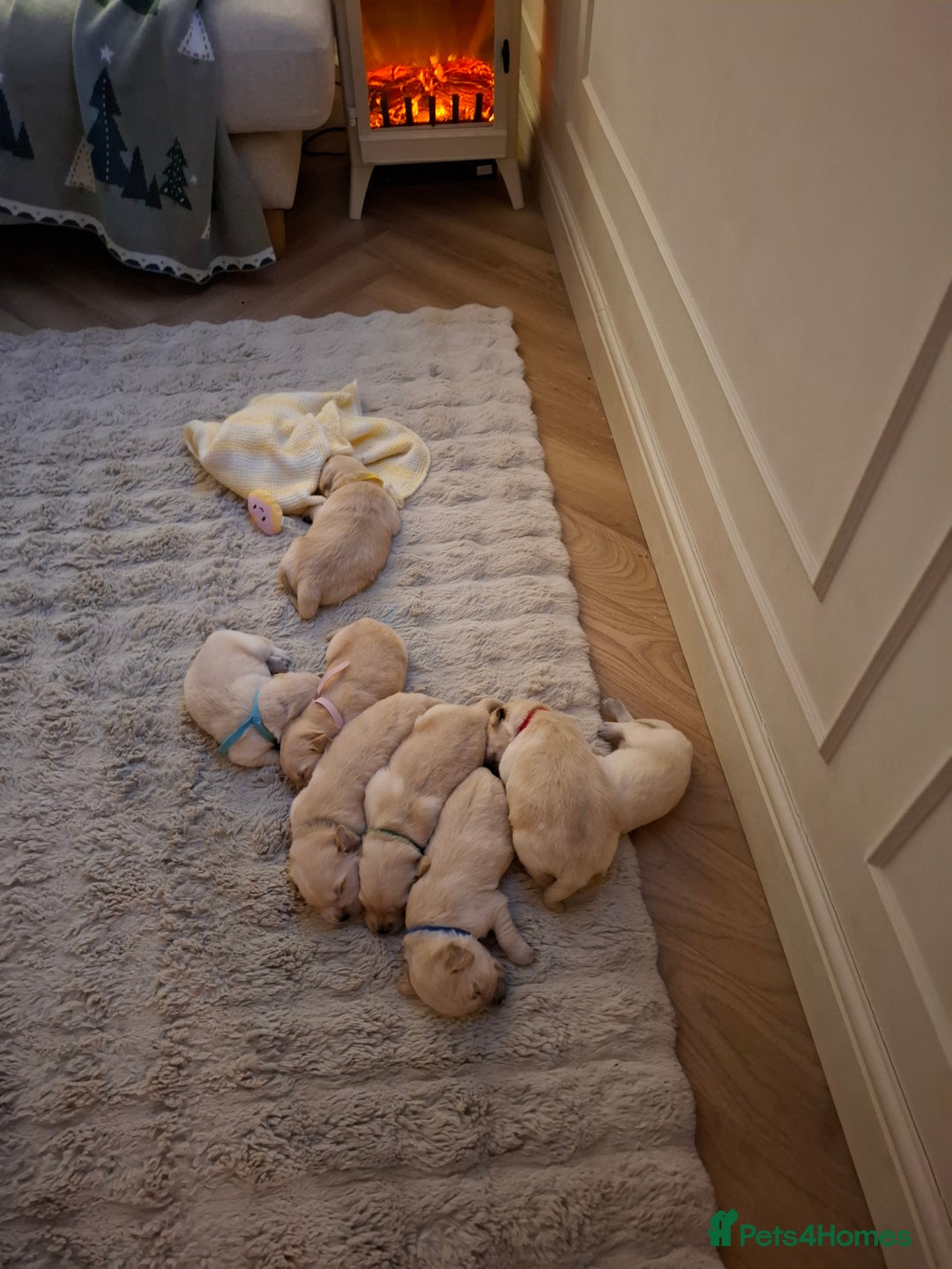 Golden Retriever dogs for sale: KC reg golden retriever puppies - Advert 10