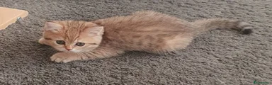 British Shorthair Black Golden Spotted Tabby Female 