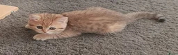 British Shorthair cats for sale: British Shorthair Blue & Black Gold Spotted Tabby  - Advert 8