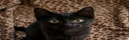 Domestic Shorthair cats for sale: Black Beautiful Kitten with Golden Eyes - Advert 1