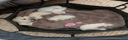 Ragdoll cats for sale: Ragdoll home reared kittens  - Advert 7