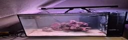 Other/Mixed Breed fish for sale: Marine set up in Dunstable - Advert 1