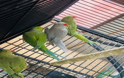 Ringnecks birds for sale: Quick sale–price is a bit negotiable👍Ringneck in Attleborough - Image 2