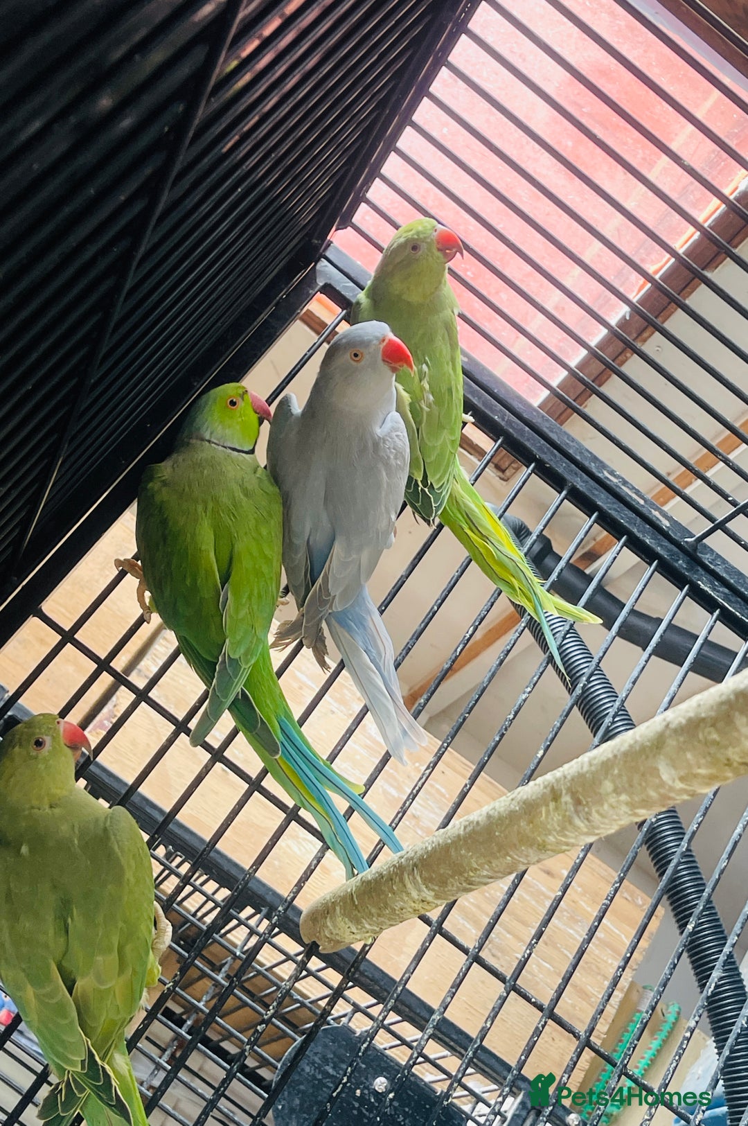 Ringnecks birds for sale: Quick sale–price is a bit negotiable👍Ringneck in Attleborough - Image 2