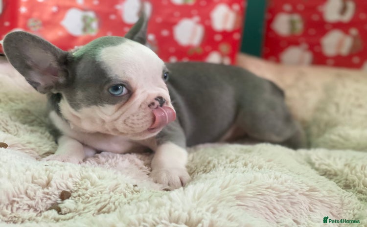 French Bulldog dogs 4 left! French bulldogs READY TO GO! - Advert 7