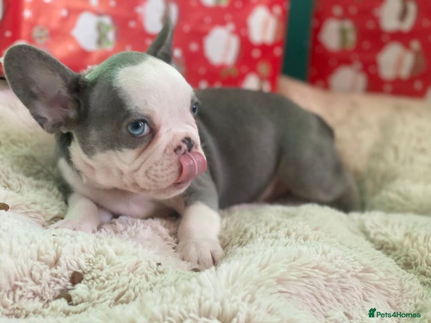 French Bulldog dogs 4 left! French bulldogs READY TO GO! - Advert 2