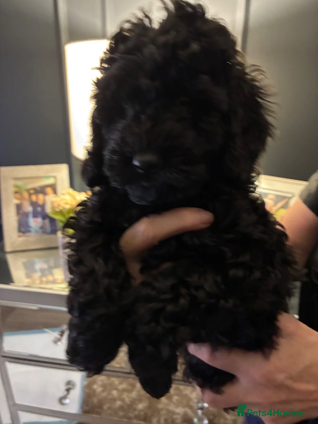 Miniature Poodle dogs for sale: KC registered miniature Poodle - Advert 4