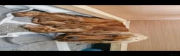 Cocker Spaniel dogs for sale: Show type cocker spaniels - Advert 5