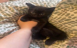 Mixed Breed cats for sale: 4 kittens free to a good home.  - Image 6