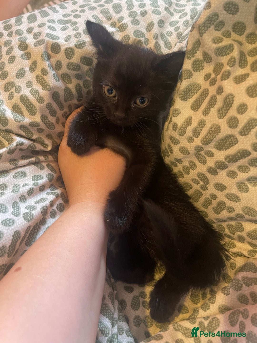Mixed Breed cats for sale: 4 kittens free to a good home.  - Image 6