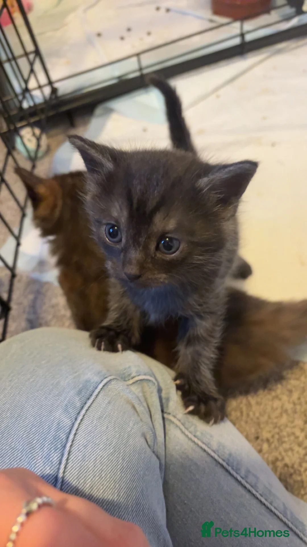 Mixed Breed cats for sale: British shorthair X 1/4 Maine coon in Cardiff - Advert 2