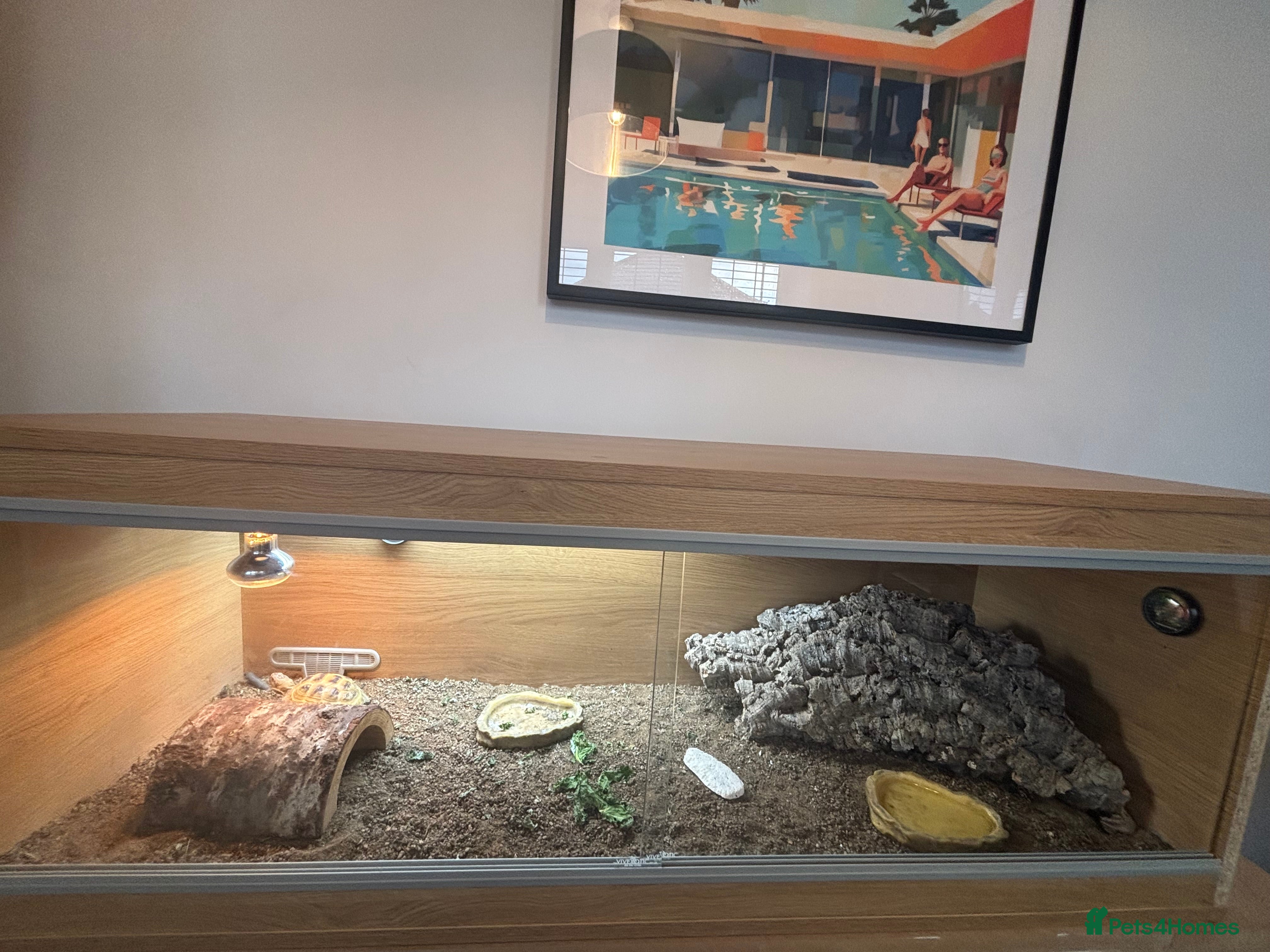 Hermann Tortoise reptiles Herman tortoise  - Advert 1