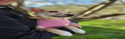 Mixed Breed dogs for adoption: ❤️🐶 BAMBI – SOFT NATURE, BEAUTIFUL BALANCE in Burton-on-Trent - Advert 26