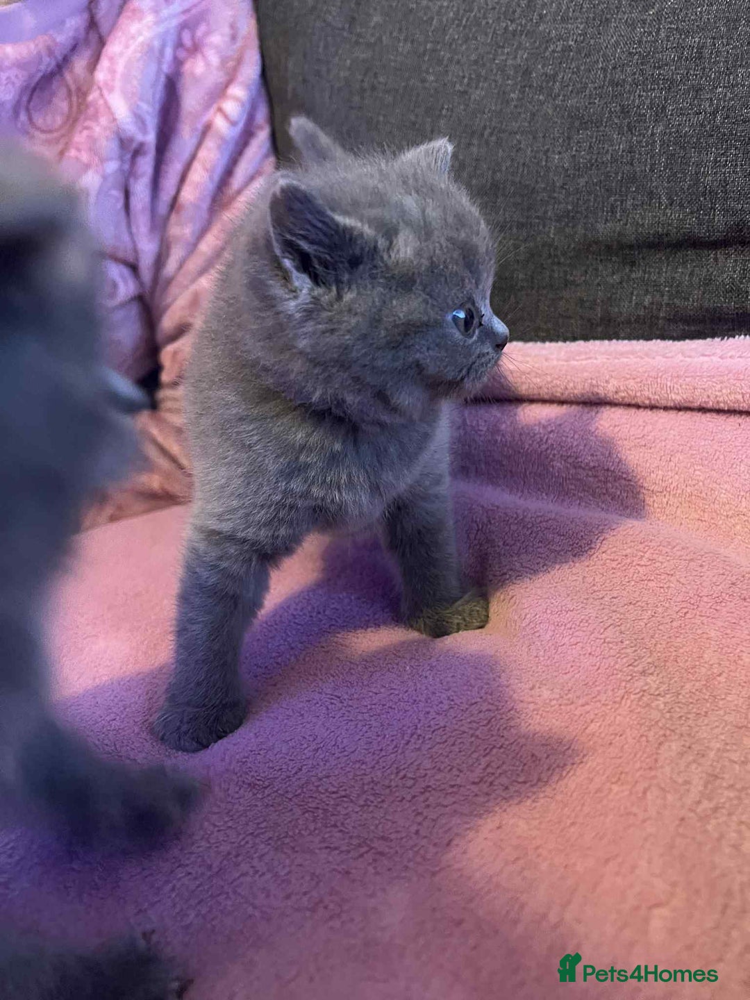 British Shorthair cats for sale: 3 Adorable BRITISH SHORTHAIR!!!!  - Advert 8