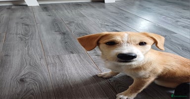 Mixed Breed dogs in Nottingham - Advert 7