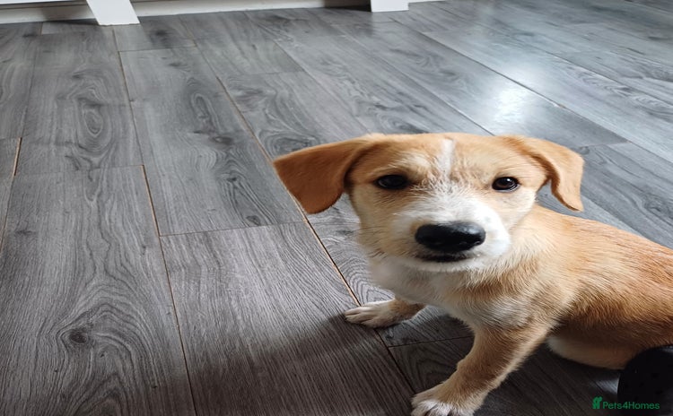 Mixed Breed dogs in Nottingham - Advert 2