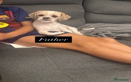 Mixed Breed dogs for sale: Beautiful French Bulldog x Shih Tzu Pups  - Image 7