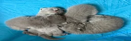 British Shorthair cats for sale: 4 BSH in London - Advert 13