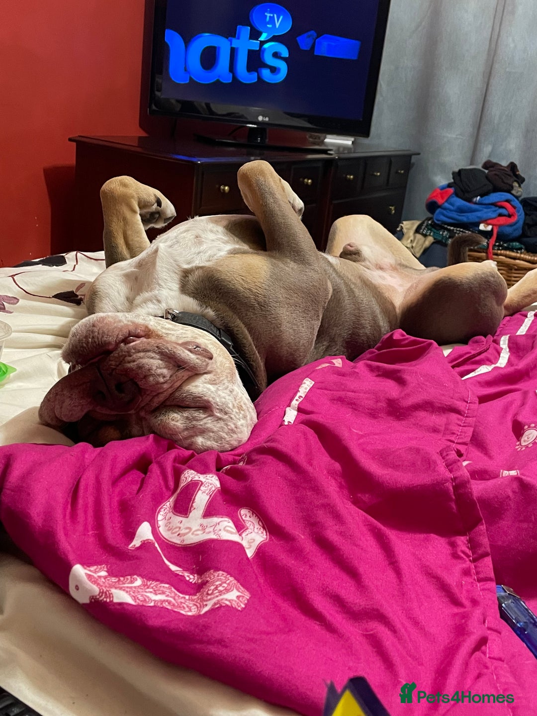 Dorset Olde Tyme Bulldogge dogs for stud: Brock - Image 25