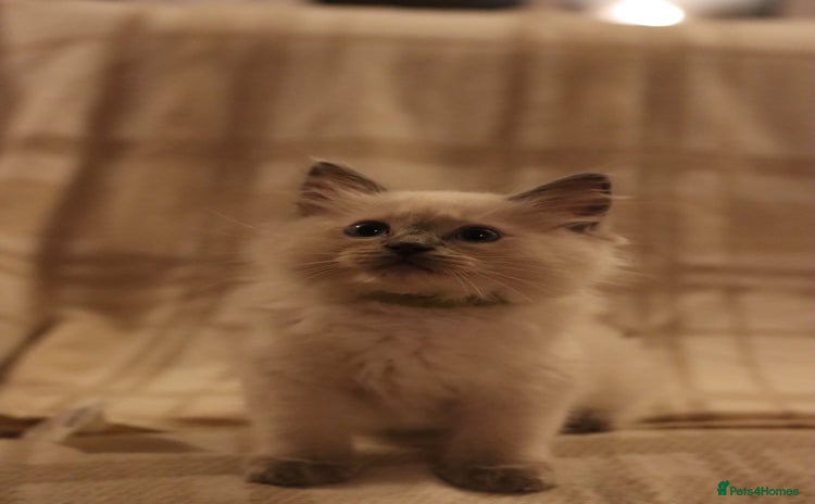 Ragdoll cats - Advert 3