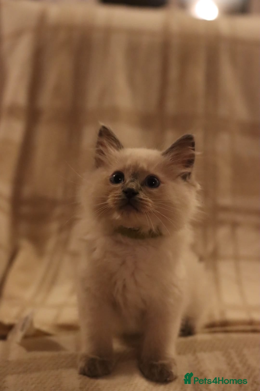 Ragdoll cats for sale: Ragdoll Kittens, One male and one female.  - Image 1