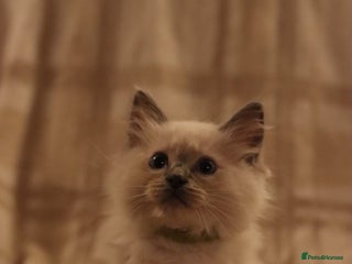 Ragdoll cats - Advert 27