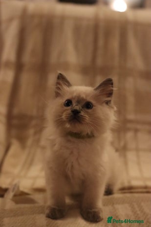 Ragdoll cats - Advert 7