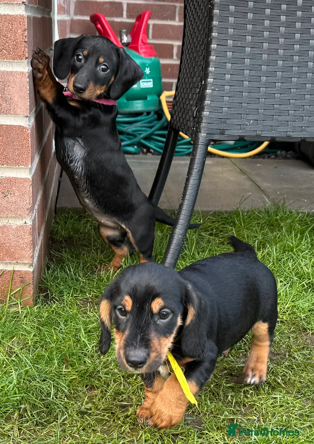 Dachshund dogs for sale: Dachshund puppies standard, wired-haired & smooth - Advert 36