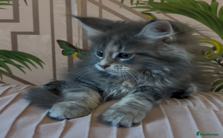 Maine Coon cats - Advert 9