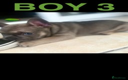 French Bulldog dogs for sale: French Bulldogs - Image 8