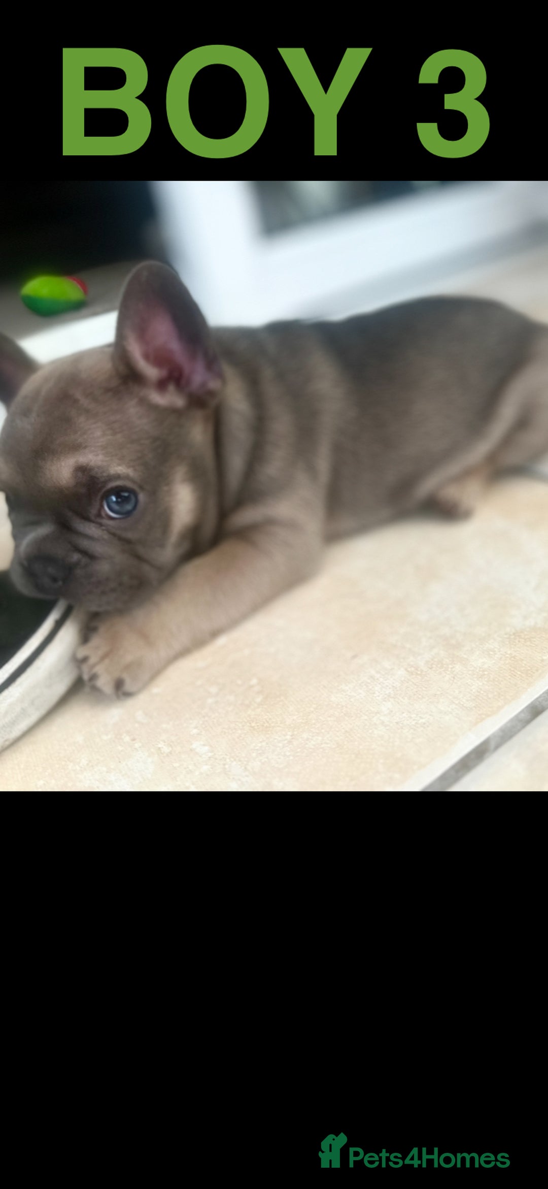 French Bulldog dogs for sale: French Bulldogs - Image 8