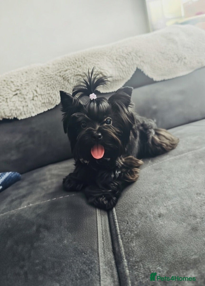 Yorkshire Terrier dogs Yorkshire terrier pedigree black stud boy 2.2kg - Advert 20