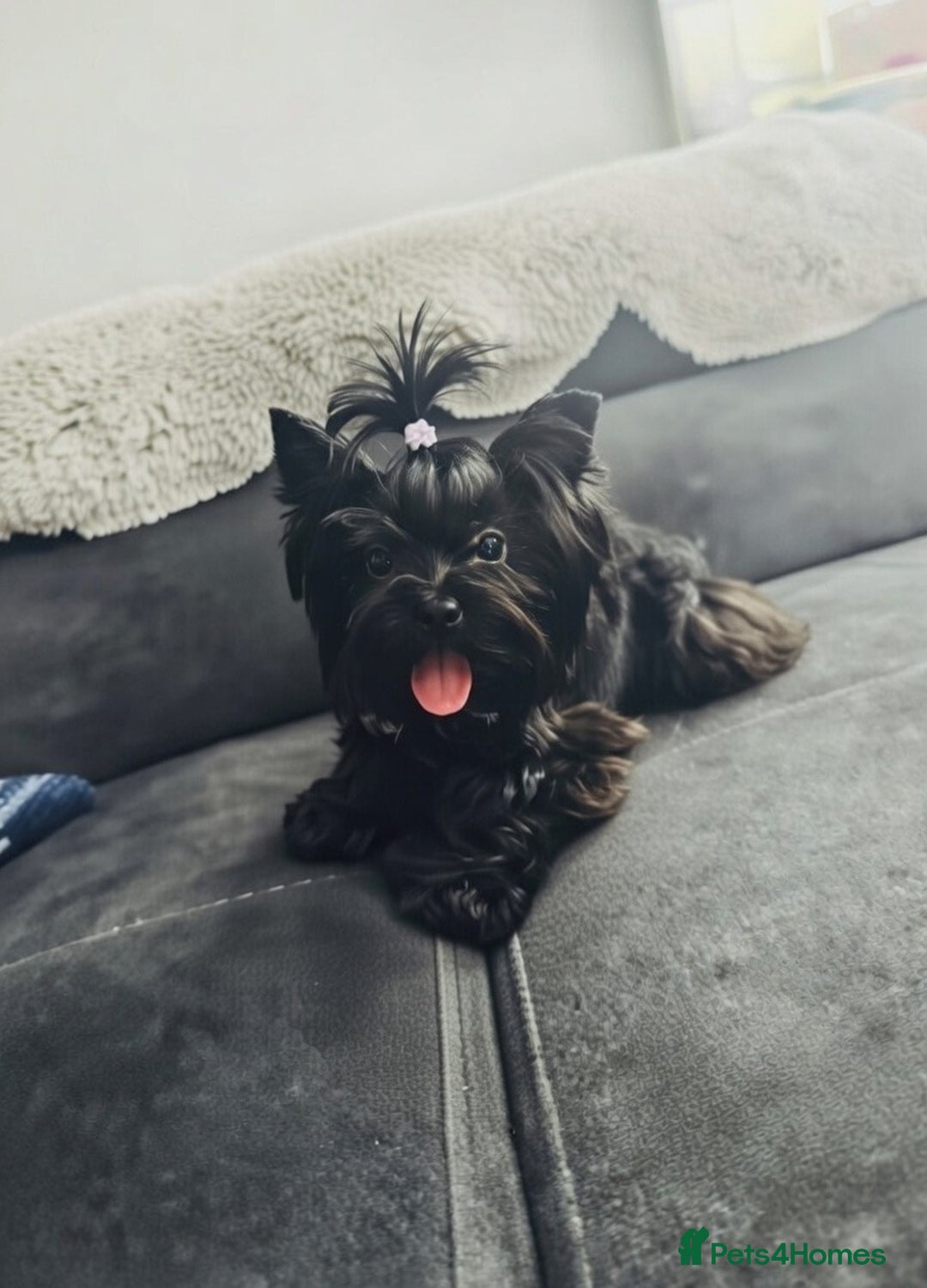 Yorkshire Terrier dogs for stud: Yorkshire terrier pedigree black stud boy 2.2kg - Advert 1