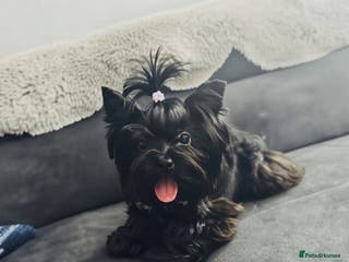 Yorkshire Terrier dogs Yorkshire terrier pedigree black stud boy 2.2kg - Advert 17