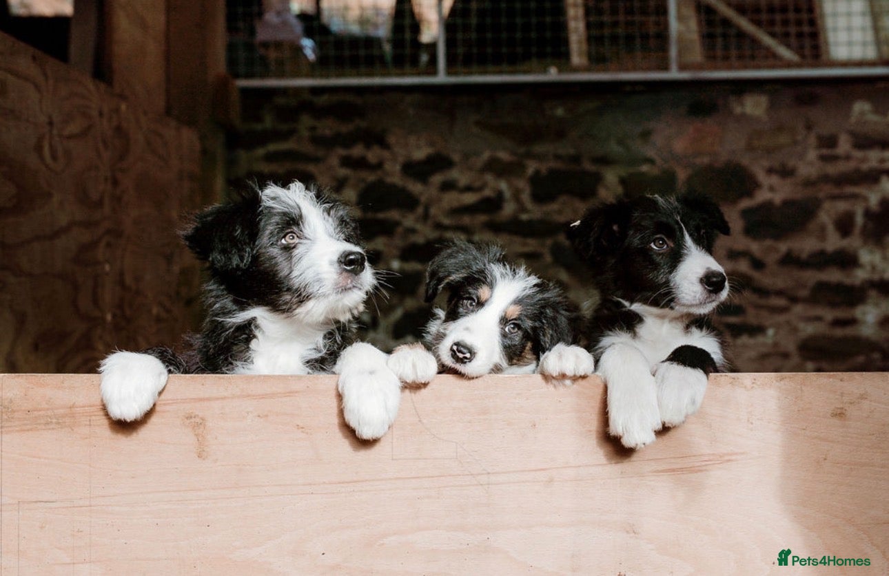 Mixed Breed dogs Bearded x Border Puppies - Advert 19