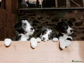 Mixed Breed dogs Bearded x Border Puppies - Advert 19