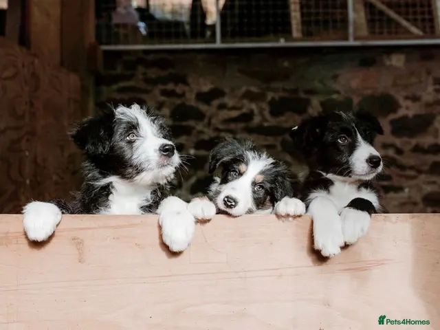 Mixed Breed dogs Bearded x Border Puppies - Advert 14