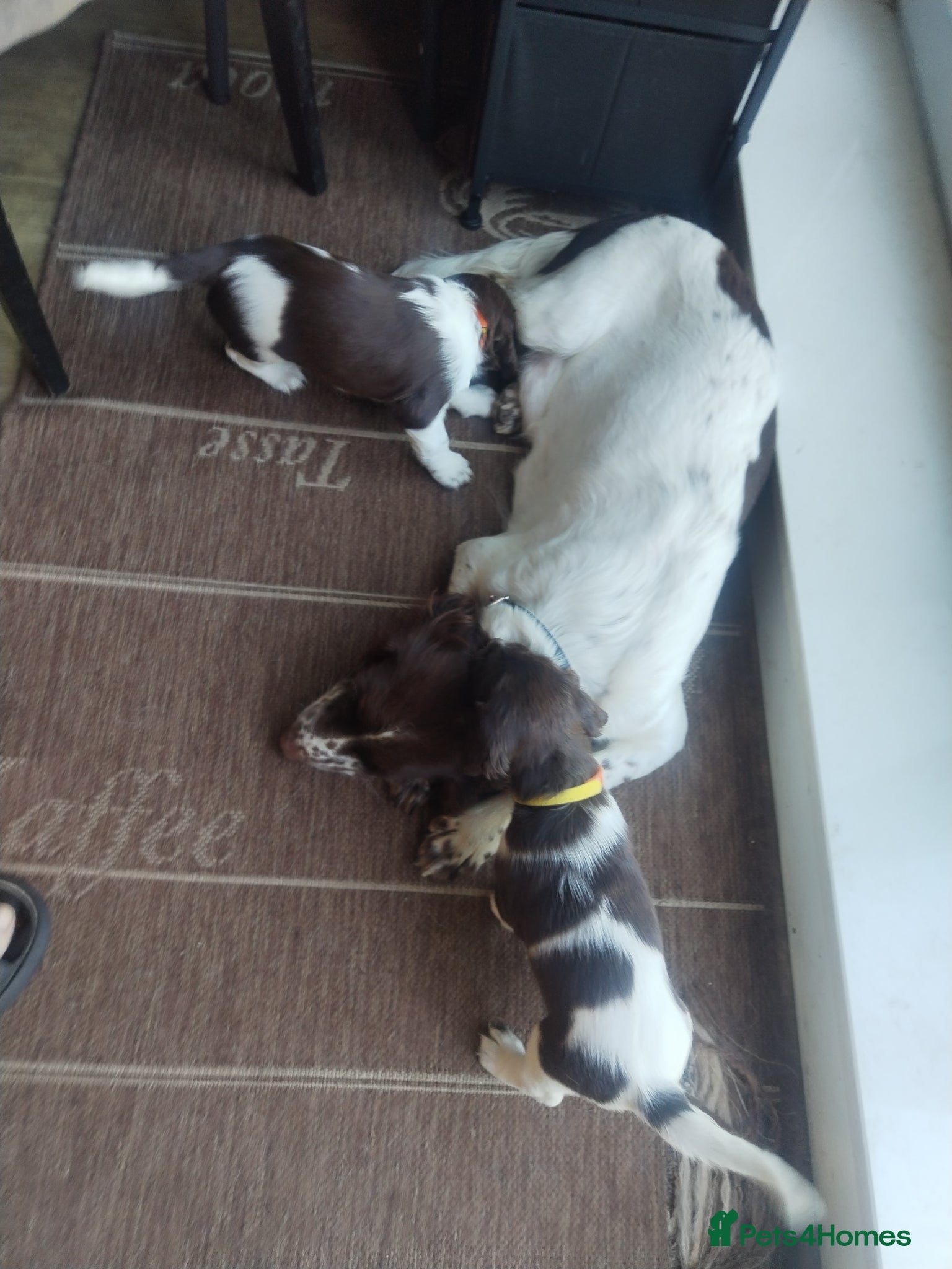 English Springer Spaniel dogs 2 beautiful ESS female puppies  - Advert 2