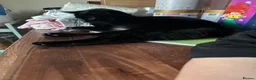 Mixed Breed cats for sale: 2 x female cats to be homed together  - Advert 6