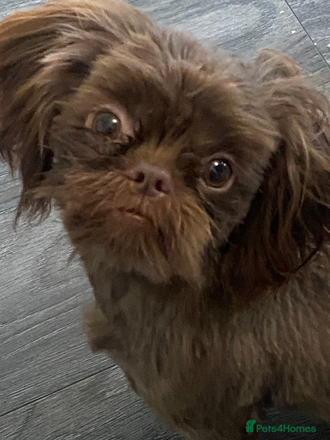 Shih Tzu dogs for sale: Chocolate Imperial Shih-Tzu Puppy - Image 2