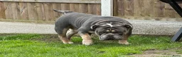 Olde English Bulldogge dogs for stud: 🔥OLDE ENGLISH BULLDOGGE STUD🔥 - Advert 6