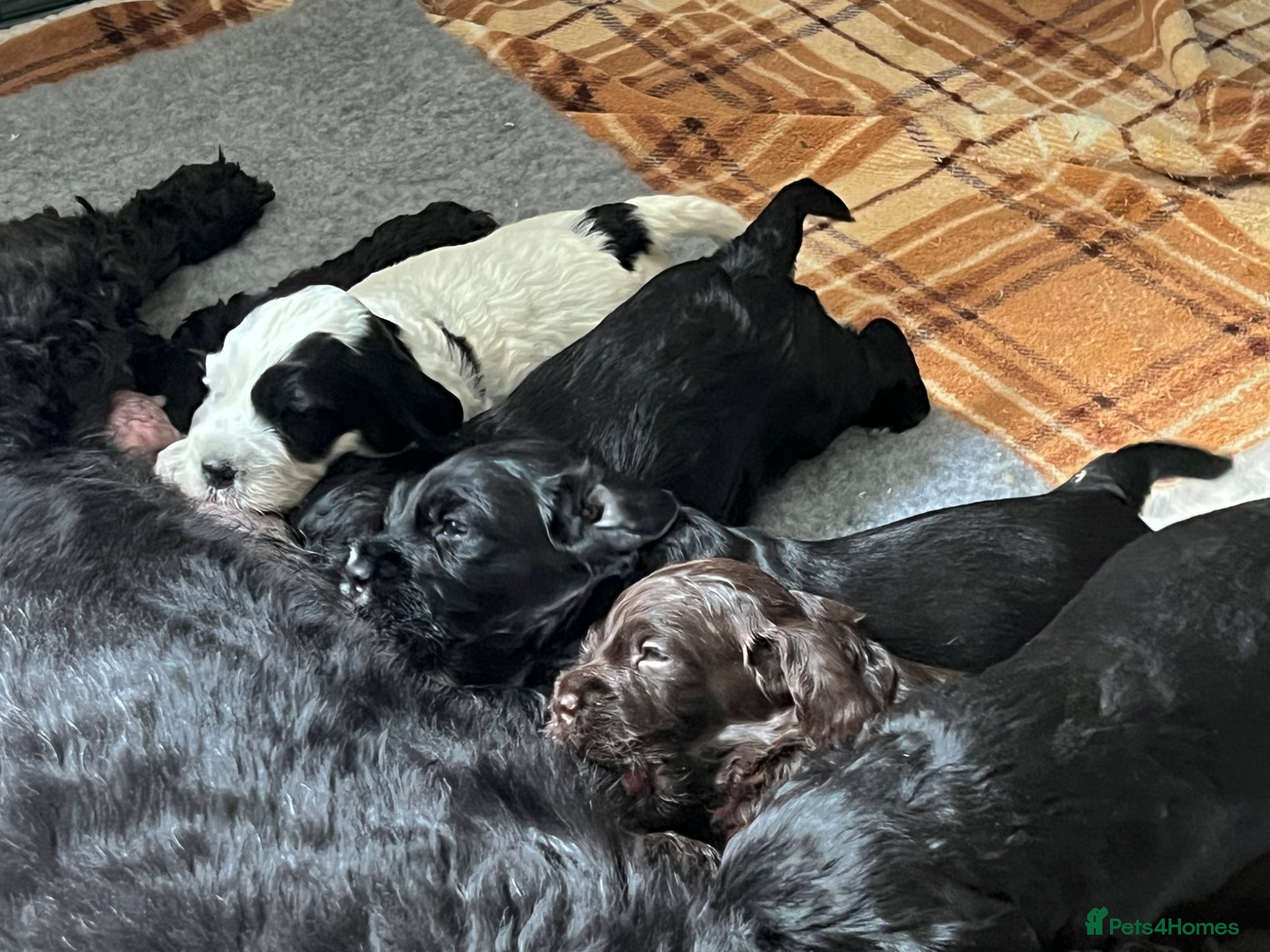 Cockapoo dogs Beautiful F1 Cockapoo Puppies for Sale  - Advert 1