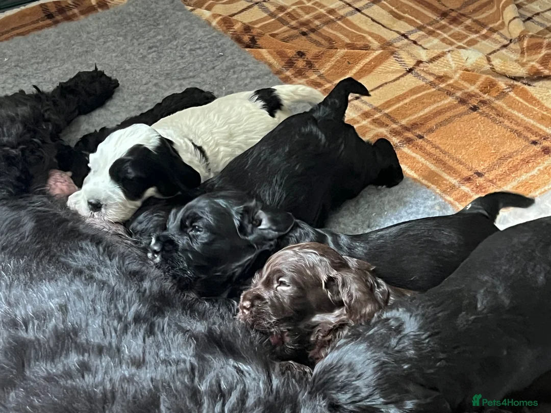 Cockapoo dogs for sale: Beautiful F1 Cockapoo Puppies for Sale  in Plymouth - Advert 1