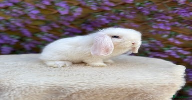 Mini Lop rabbits - Advert 2