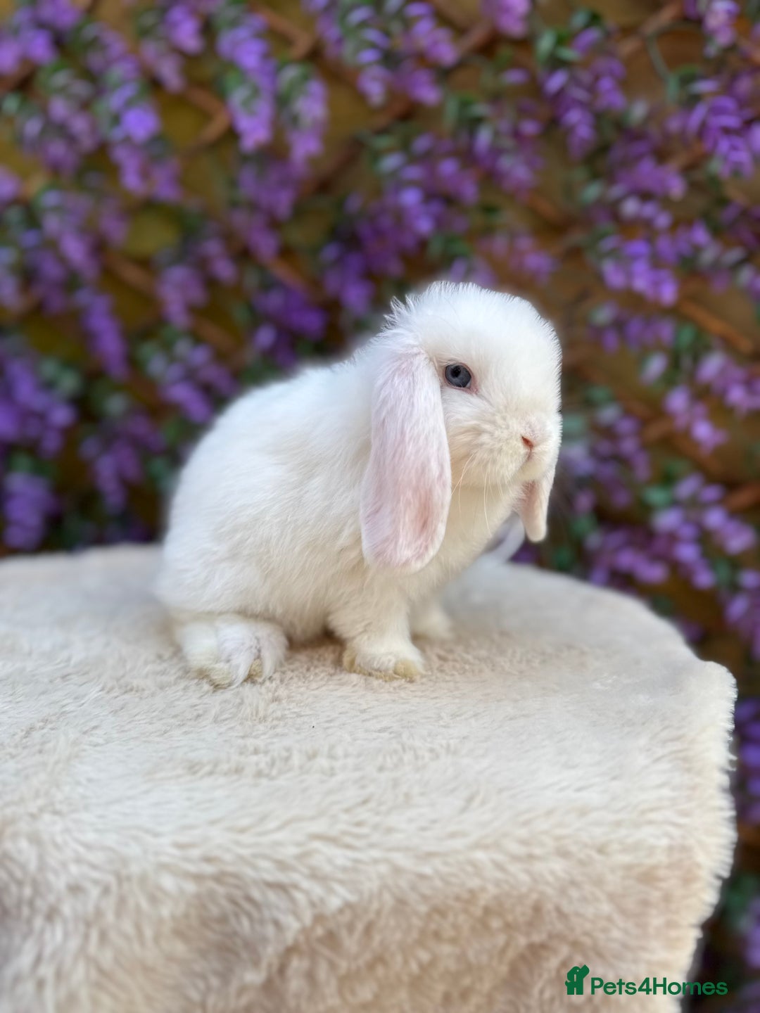 Mini Lop rabbits for sale: Mini lop sibling pair  - Image 2