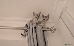Savannah cats for sale: Savannah F6 kittens *Last one Left* - Image 19