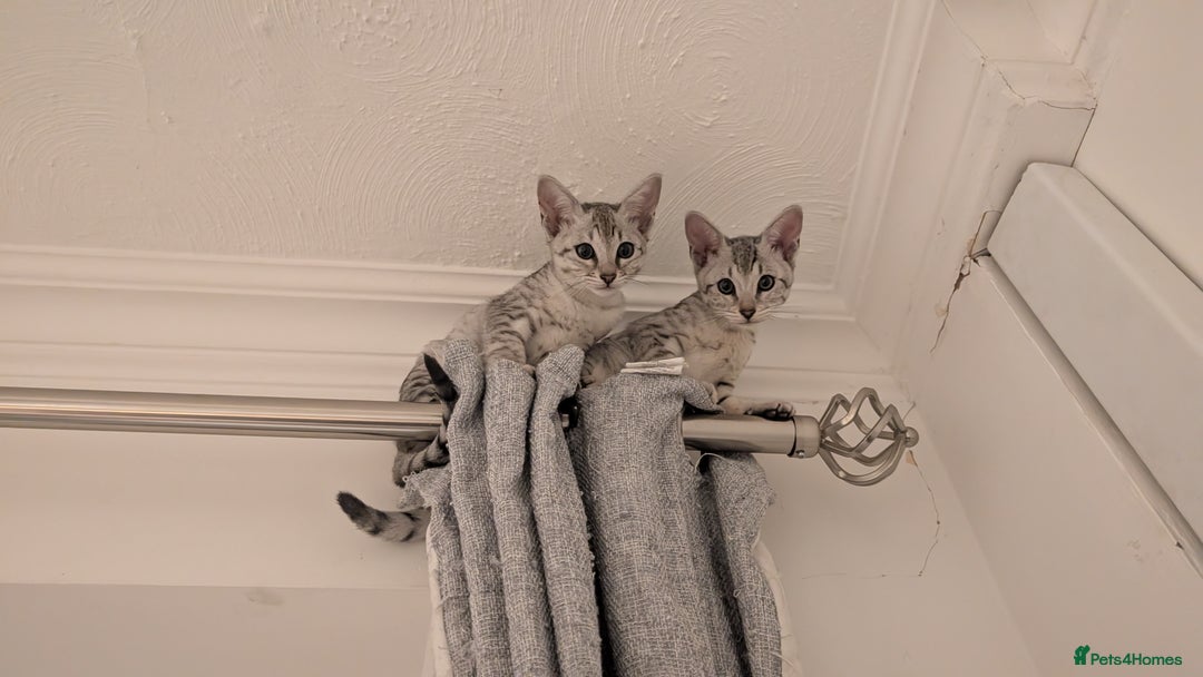 Savannah cats for sale: Savannah F6 kittens *Last one Left* - Image 19