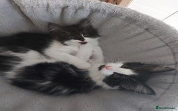 Maine Coon cats for sale: Beautiful X Maine-coon kittens 😸 ♥️ 😍 ❤️ - Image 5