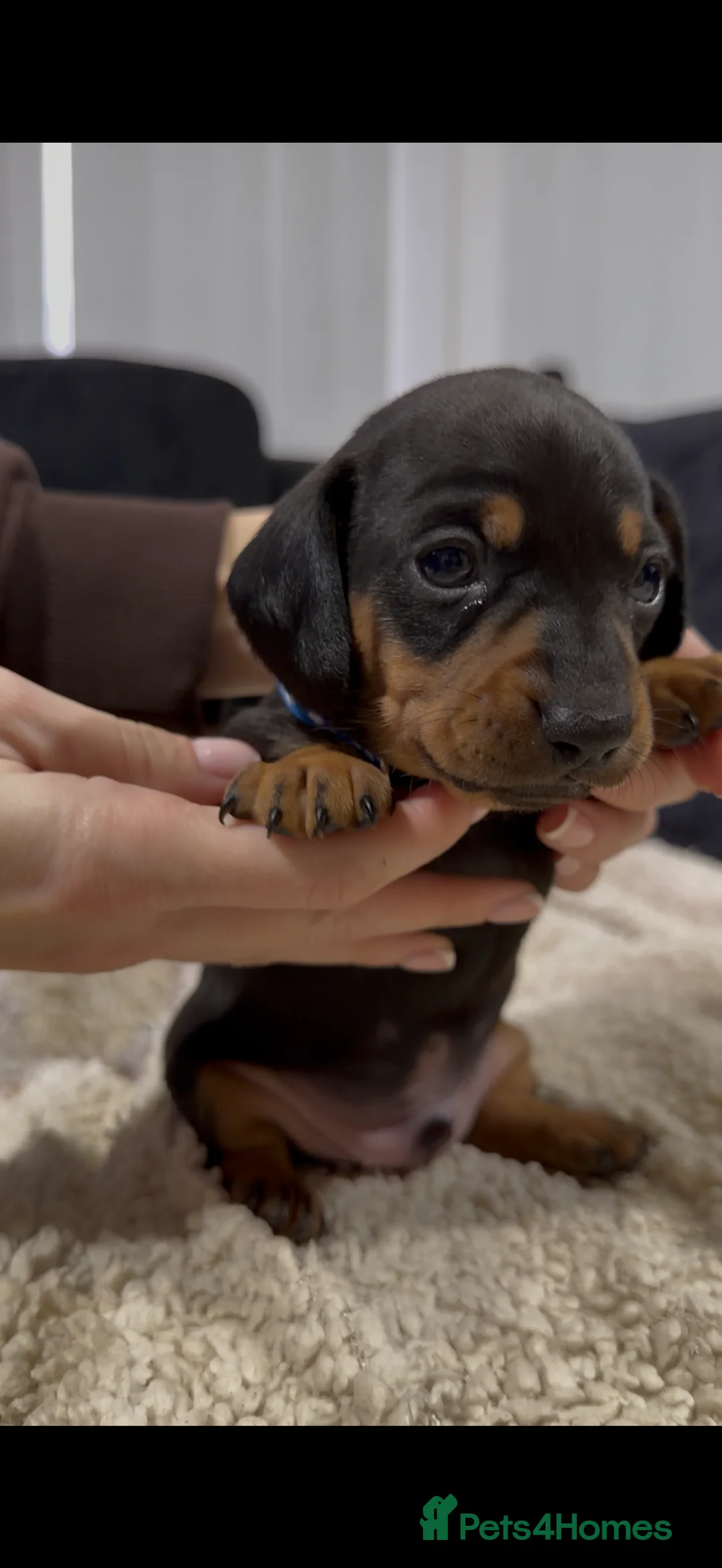 Miniature Dachshund dogs for sale: Miniature Dachshund Puppies - Advert 23