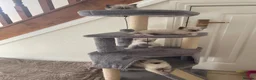 Ragdoll cats for sale: Pedigree Ragdoll Kittens  - Advert 15